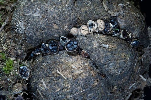 (Cyathus stercoreus)