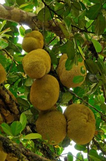 Jackfruit tree