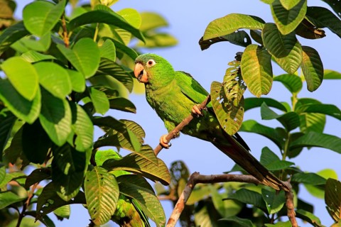 Sharp-tailed Parakeet