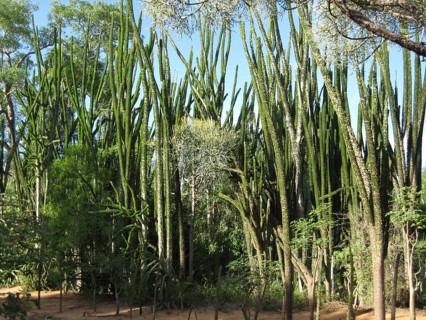Didiereaceae