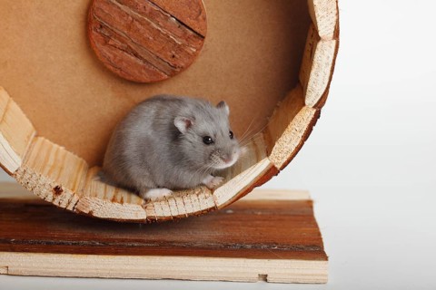 Campbell's Russian Dwarf Hamsters