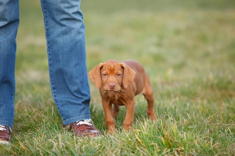 Shorthaired Hungarian Pointing Dog