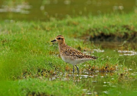 Pacific golden plover