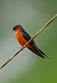 Ceylon Swallow