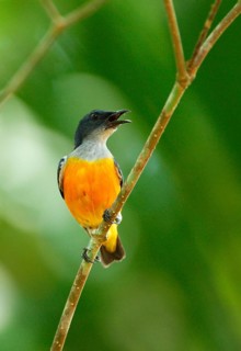 Orange-bellied Flowerpecker