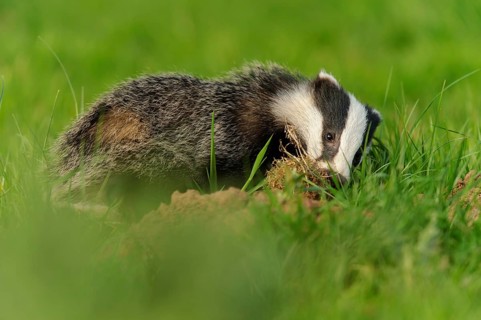 Eurasian Badger
