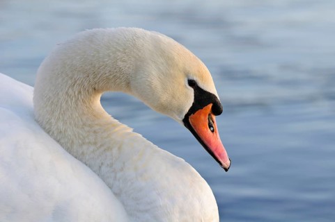 Mute Swan