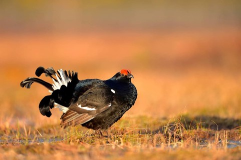 Black grouse