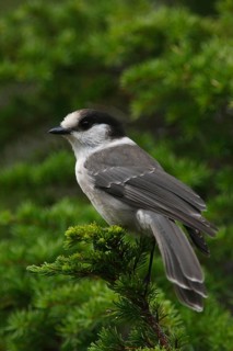 Grey Jay