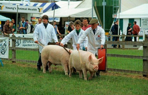 Domestic pig