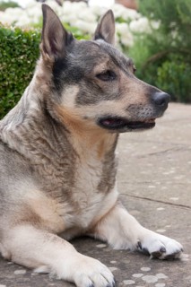 Domestic dog