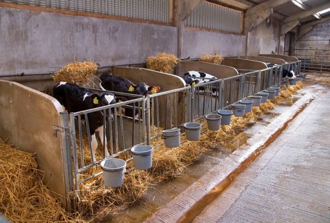 Domestic Cattle