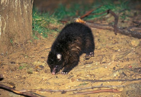 Common common brushtail possum