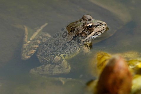 Iberian Marsh Frog