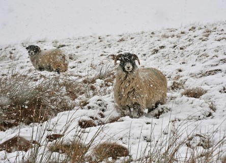 Domestic sheep