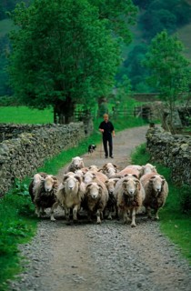 Sheep farming