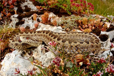 Meadow viper