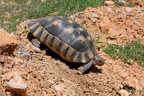 Marginated Tortoise