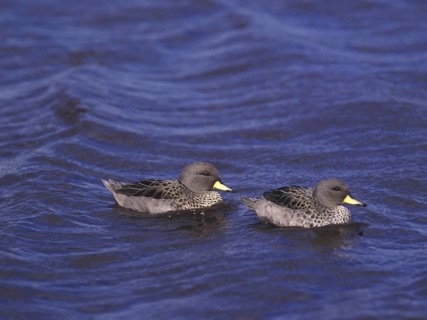 South American Teal