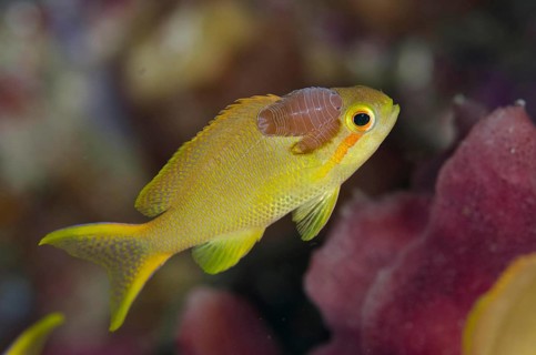 Lyretail sea goldie