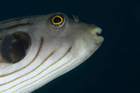 Striped puffer