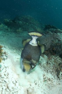 Giant Triggerfish