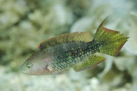 Two-spot Wrasse