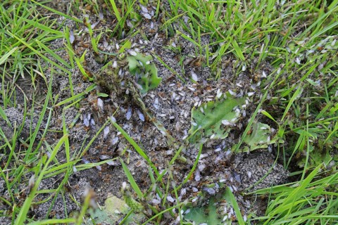 Yellow Meadow Ant