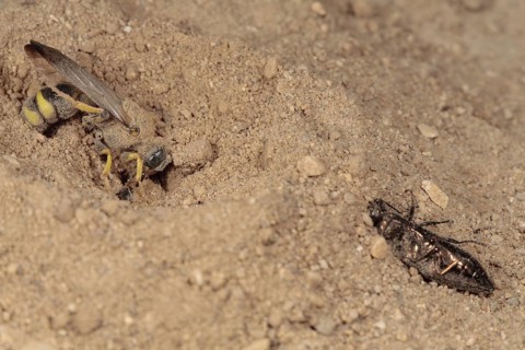 Solitary wasp