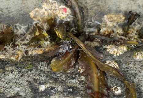 Shorefly