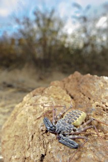 Variegated Tailless Whip whipscorpion