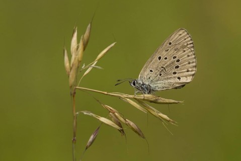 Mountain alcon blue