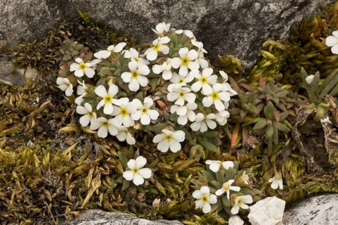 Dwarf Rock-jasmine