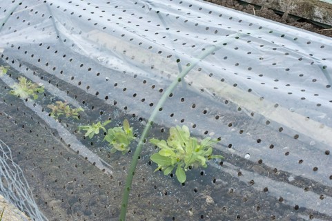 Lettuce
