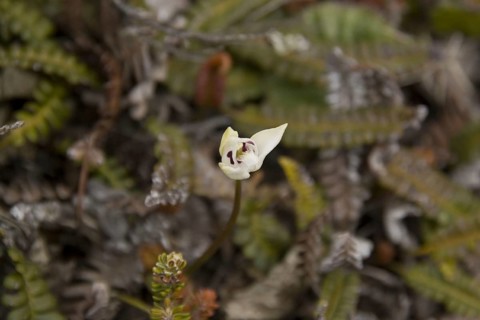 Dog Orchid