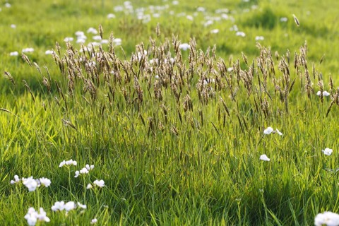 Common Ryegrass