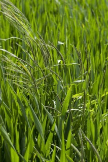 Barren brome