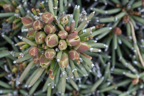 Patagonian ephedra