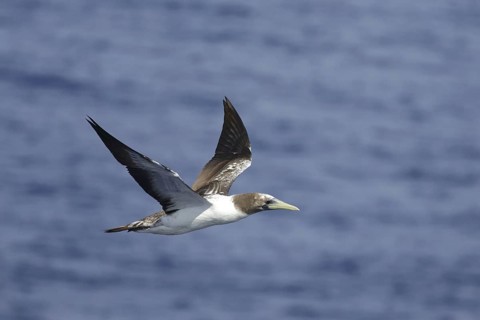 Tasmanian Masked Booby