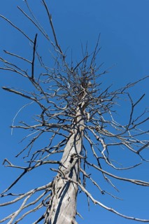 Dead spruce with infestation by the European spruce bark beetle