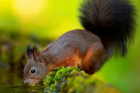 Squirrel