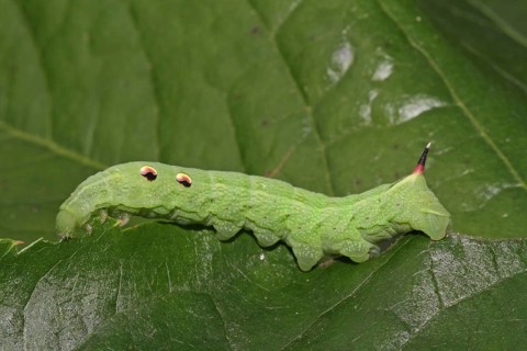 Elephant hawk-moth