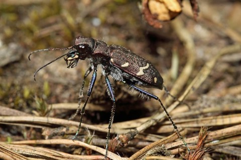 Forest sand beetle