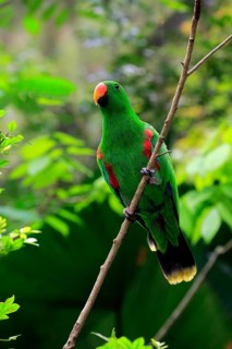 Eclectus parrot