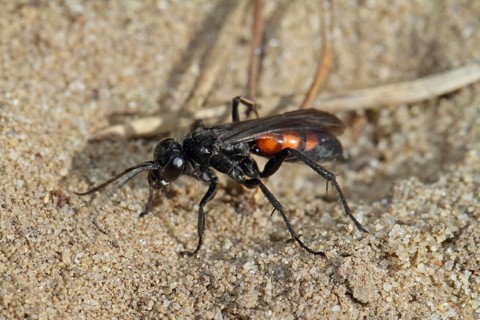 Spring wasp