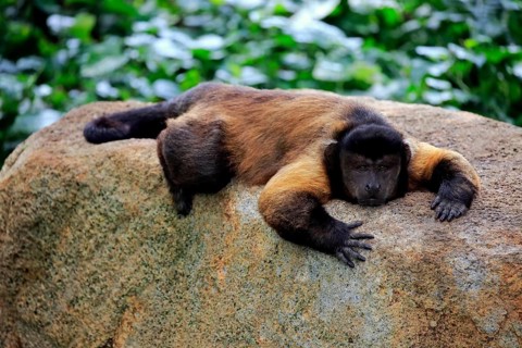 Tufted Capuchin