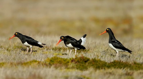Magellanic Oystercatcher