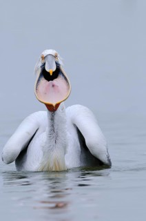 Adult dalmatian pelican