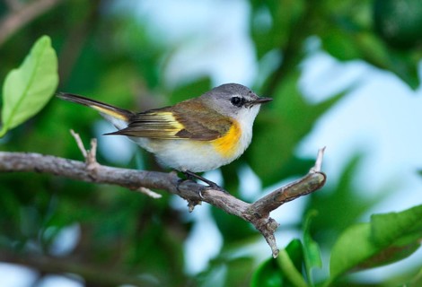 American Redstart