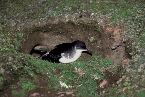 Black-billed Shearwater